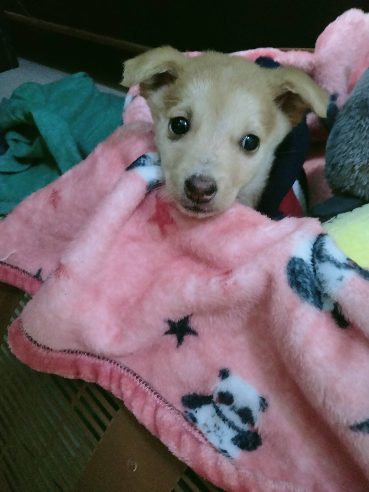 Baby Twinkle, the puppy who found Suhani